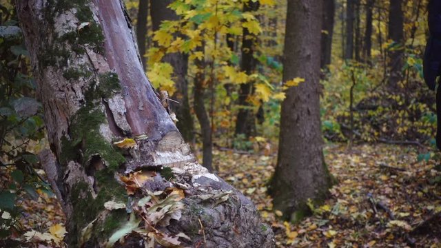Closeup portrait of a forester, legs, ax, shoes. Close-ups of a man with an ax in the forest.
