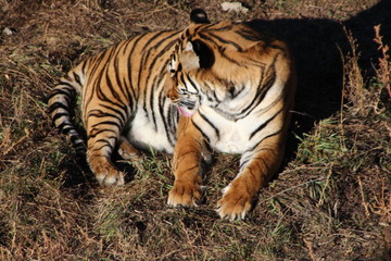 Obraz premium tiger in zoo