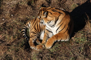 tiger in zoo
