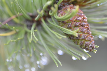 Aghi di pino, pigna e rugiada