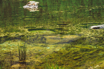 Grass grow in calm clean water close up. Bottom of swampy backwater of mountain lake with stones. Trees reflected in ideal smooth water surface. Green atmospheric natural background of highlands.