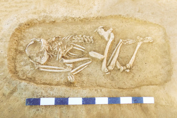 Archaeological excavations man and finds (bones of a skeleton in a human burial),  working tool, ruler, a detail of ancient research, prehistory. © Masarik