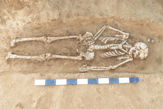 Archaeological excavations man and finds (bones of a skeleton in a human burial),  working tool, ruler, a detail of ancient research, prehistory.