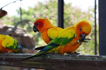 Lovebird stand on the Iron rail.