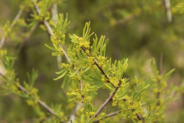 Euphorbia cyparissias plant