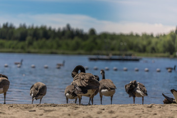 Goose at lake