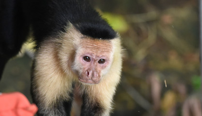 White-headed capuchin (Cebus capucinus).  Medium sized monkey of the family Cebidae subfamily Cebinae, in his native home in a jungle along the Panama Canal.