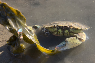 Große Nordseekrabbe mit farbenfrohen Scheren kämpft mit Seetang im Sonnenschein im Wattenmeer
