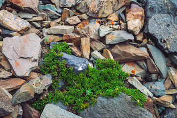 Multicolored boulder stream. Loose rock close up. Plants among randomly scattered stones. Amazing detailed background of highlands boulders with rich vegetation. Natural texture of mountain terrain.