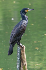 cormoran