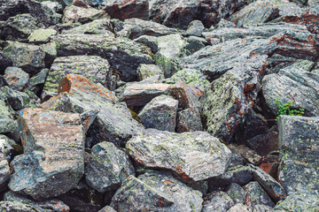 Multicolored boulder stream. Loose rock close up. Plants among randomly scattered stones. Amazing detailed background of highlands boulders with mosses and lichens. Natural texture of mountain terrain