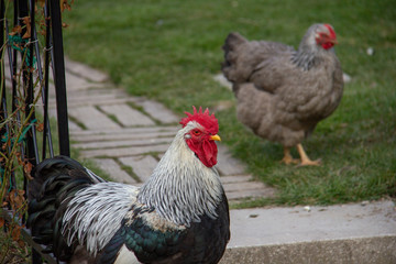 Rooster and a hen in the garden
