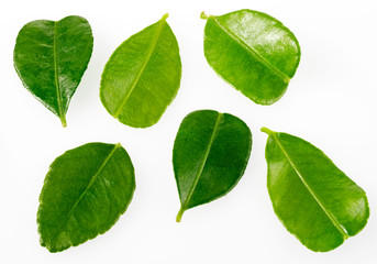 THAI LIME LEAVES / KAFFIR LIME LEAVES CUT OUT