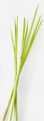 Fototapeta premium LEMON GRASS CUT OUT