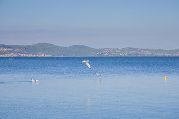 Bird on the shore of Lake Bracciano