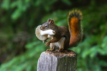 Red squirrel, Sciurus vulgaris, sitting on a tree trunk eating a nut