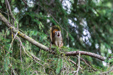 Obraz premium Red squirrel, Sciurus vulgaris, sitting on a tree trunk eating a nut