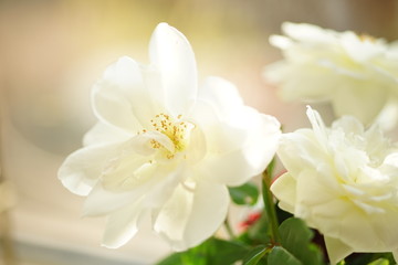 Beautiful bouquet of white flowers in vase closeup, macro shot.