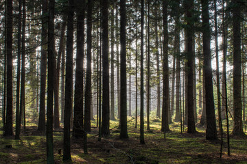 Thick coniferous forest in autumn. Translucent sun rays gently fall on the trunks of trees.