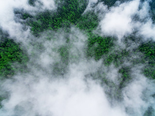 Forest with fog from above,drone shot