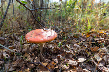 Poison mushroom forest
