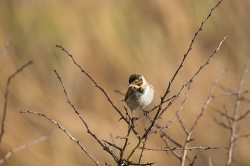 Female Reed Bunting