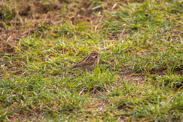 Reed Bunting on the ground
