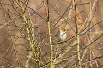 Female Reed Bunting