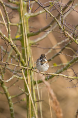 Female Reed Bunting