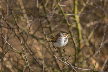 Female Reed Bunting