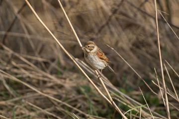 Female Reed Bunting