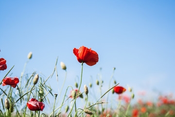 Obraz premium wild red poppies flowers against blue sky