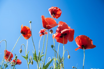 wild red poppies flowers against blue sky