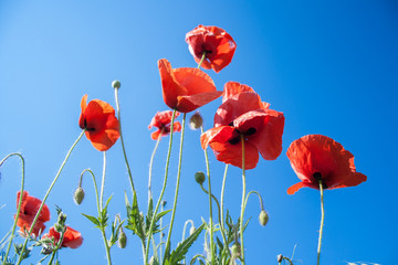 Fototapeta premium wild red poppies flowers against blue sky