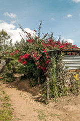 Kenyan garden under a cloudy day