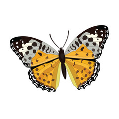 Butterfly vector yellow black