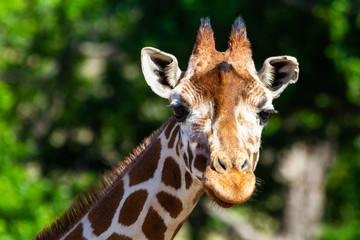 Giraffe looking at you
