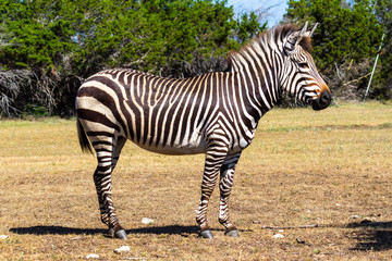 Fototapeta na wymiar Zebra standing in field.