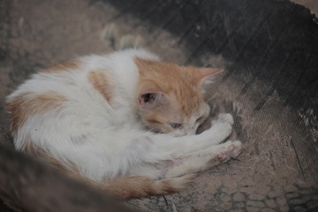 red kitten on and old broken tire in Africa