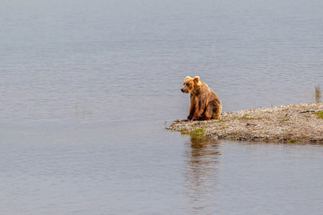 Grizzly bear in Alaska Katmai National Park hunts salmons (Ursus arctos horribilis)