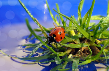 Божья коровка на зеленой траве