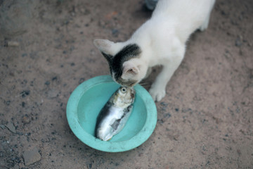 white cat eating fish from a blue bowl