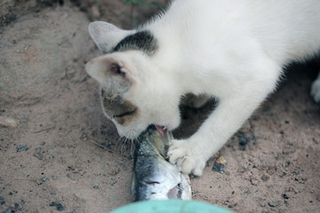 small adorable white and grey kitten eating fresh fish out of a bright blue bowl