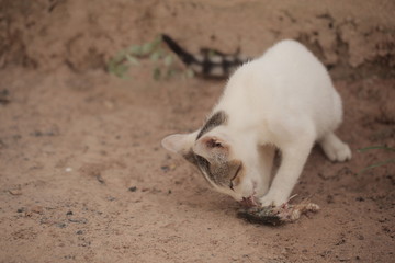 Fototapeta premium small adorable white and grey kitten eating fresh fish 
