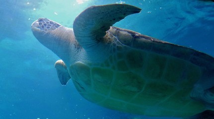 Large Sea Turtle Swimming in the Sea; View is From Underneath its Body Shell