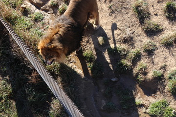 lion in zoo