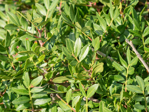 Pistacia lentiscus. Feuillage et folioles du pistachier lentisque.