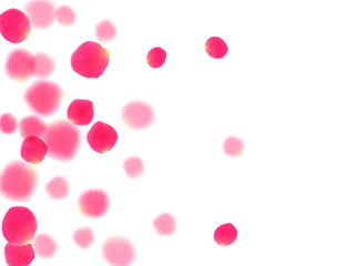 Pink rose petals falling vector valentine background.