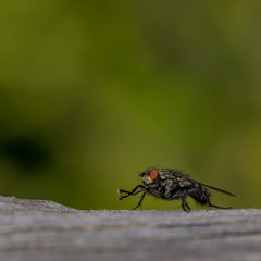 Fly insect on dry gray old tree