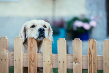 Curious dog looks over the garden fence - 234545545